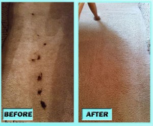 clean pet stains from carpet