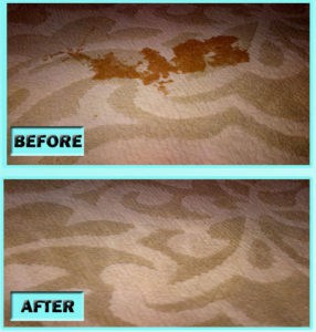 pet stain remover carpet